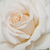 Fehér - Teahibrid rózsa - Métro